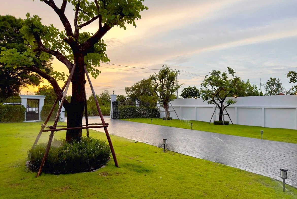 Tree with wooden supports stands beside a paved area and white boundary wall at sunset; green lawn in foreground.