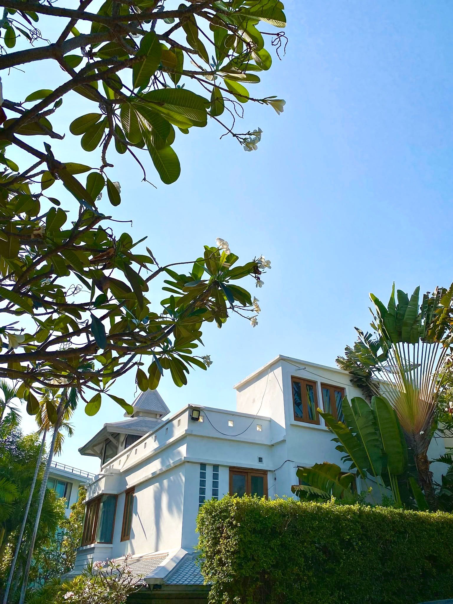Wongamat_House_Rent_Rdl357 White multi-story house with large wooden-framed windows, bordered by tropical plants and a manicured hedge, against a clear blue sky with palm fronds in the foreground.